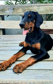 Cuccioli di dobermann con pedigree