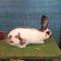 Coniglio razza pezzata tricolore