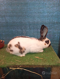 Coniglio razza pezzata tricolore