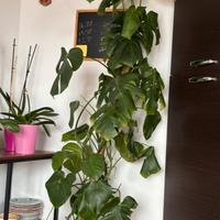 Pianta Monstera