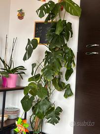 Pianta Monstera