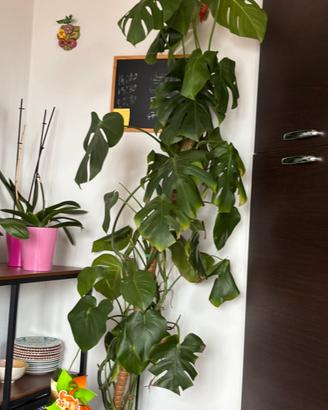 Pianta Monstera
