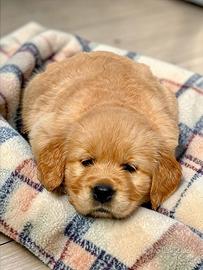 Golden Retriever allevamento autorizzato