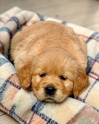 Golden Retriever allevamento autorizzato