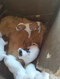 Jack russell