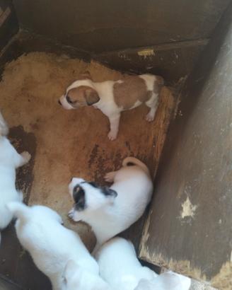 Jack russell