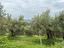 Immagine 21