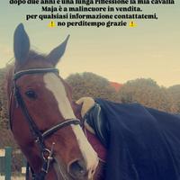 Cavalla saura nata 2013, salto ostacoli