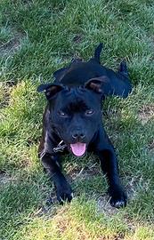 Staffordshire Bull Terrier disponibile per monta