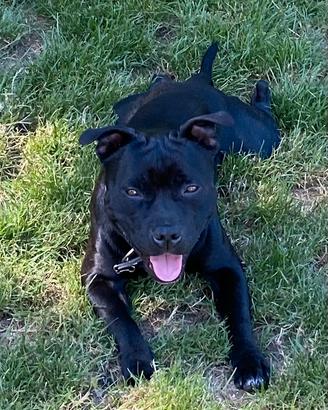 Staffordshire Bull Terrier disponibile per monta