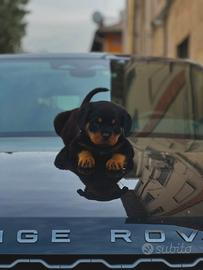 Cucciolo rottwieler