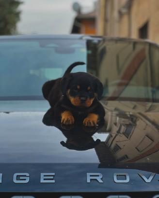 Cucciolo rottwieler