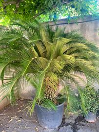 Palma da giardino