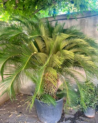 Palma da giardino