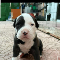 Cuccioli pitbull