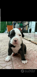 Cuccioli pitbull
