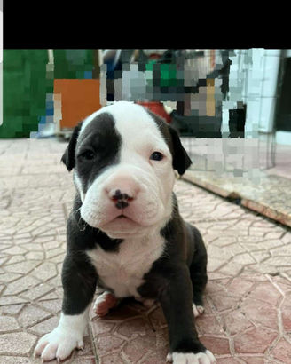 Cuccioli pitbull