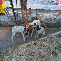 Ariegeois segugi francesi