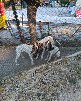 Ariegeois segugi francesi