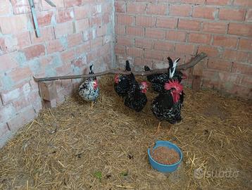 Gallina millefiori piemontese