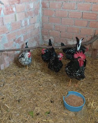 Gallina millefiori piemontese