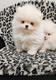 Volpino di Pomerania