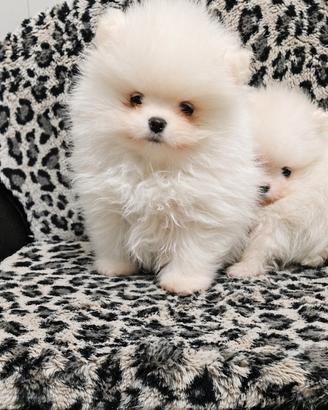 Volpino di Pomerania