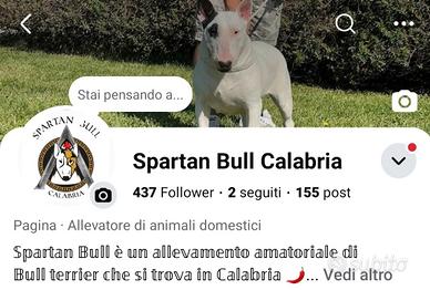 Bull Terrier inglese standard cuccioli