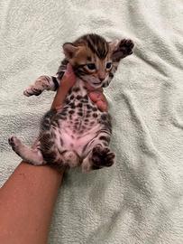Cuccioli gatto bengala