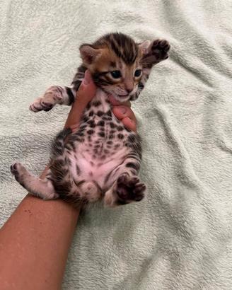 Cuccioli gatto bengala