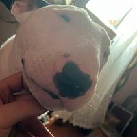 Bull terrier miniature maschio per accopiamento