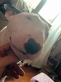 Bull terrier miniature maschio per accopiamento