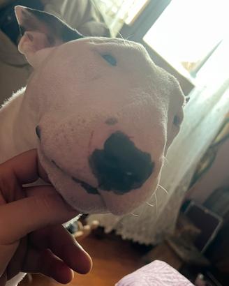 Bull terrier miniature maschio per accopiamento