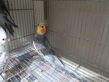 Calopsiti pronti
