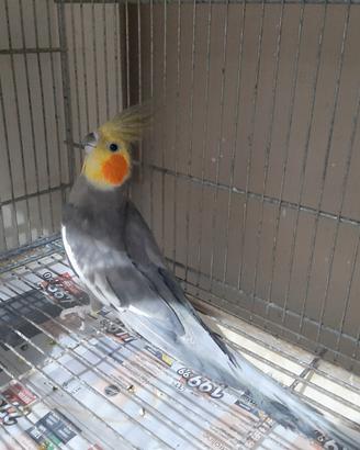 Calopsiti pronti