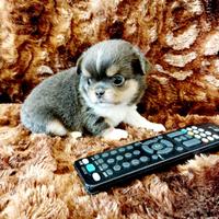 Chihuahua con pedigree Enci