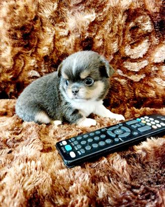 Chihuahua con pedigree Enci