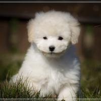 Barboncino toy certificato