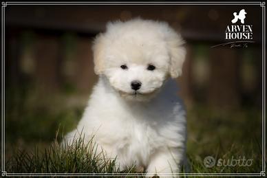 Barboncino toy certificato