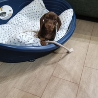 Bassotto con pedigree