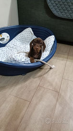 Bassotto con pedigree