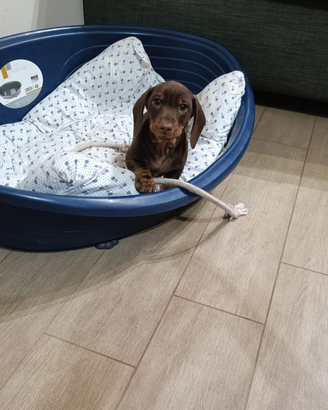 Bassotto con pedigree