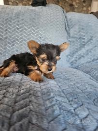 Yorkshire terrier mini