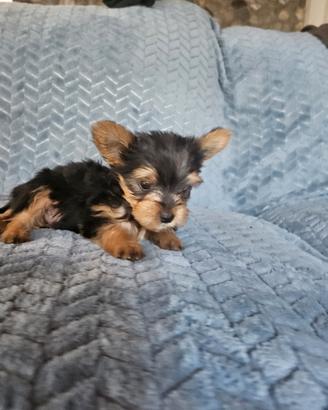 Yorkshire terrier mini