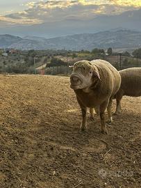 Montone