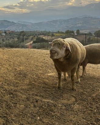 Montone