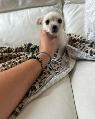 Cucciola di 2 mesi