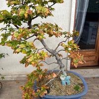 Bonsai faggio possibile ritiro a Bergamo oppure