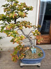 Bonsai faggio possibile ritiro a Bergamo oppure