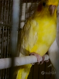 Calopsite fe. Mina Non allevata a mano